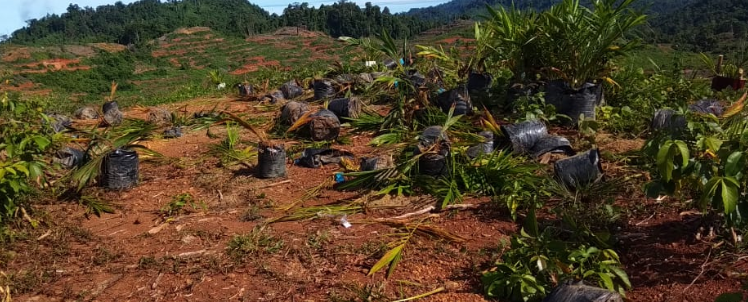 Luas Lokasi PSR di Aceh Jaya Capai 4.562 Hektare, Total Anggaran Capai 129,4 Miliar